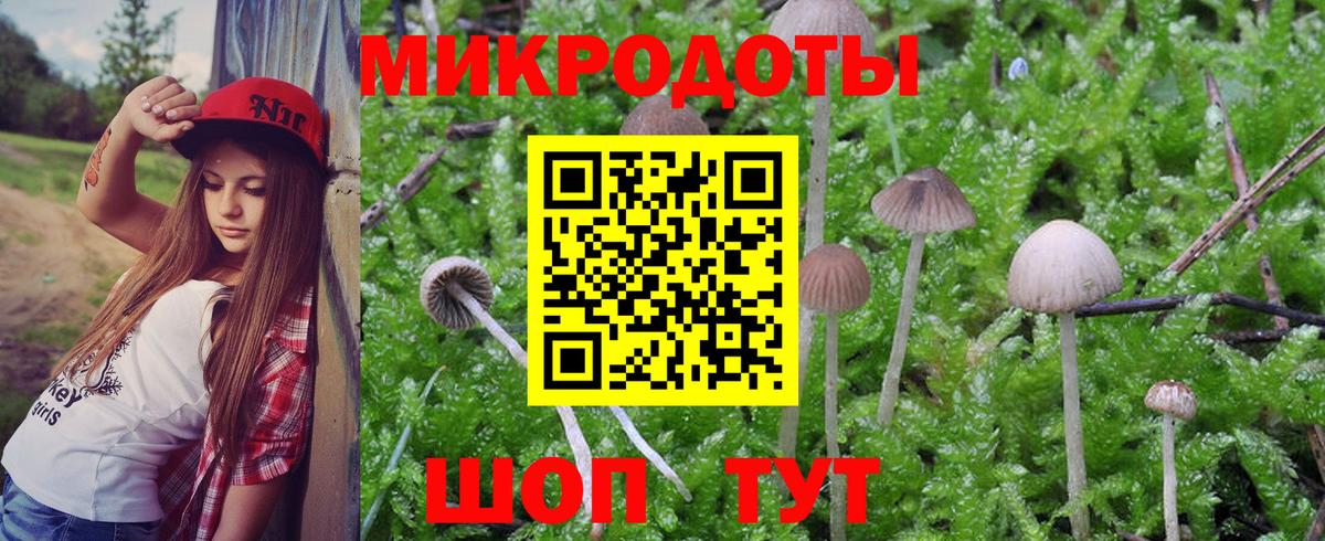 Псилоцибиновые грибы Psilocybe Малоярославец